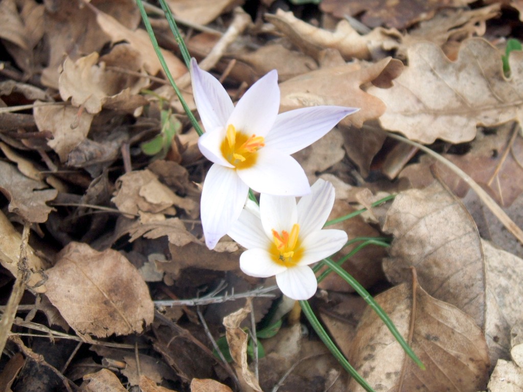 Gennaio sul Gargano - Anemone hortensis, Crocus biflorus